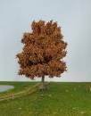 beech late fall Profi